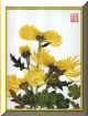 chrysan.jpg(23235Ʈ)