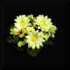 daisybush.jpg(17142Ʈ)