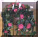 hangingbasket.jpg(58953Ʈ)