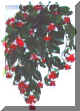 hangingbush.jpg(47547Ʈ)
