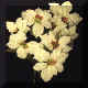 poinsettia3.jpg(24214Ʈ)