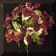 poinsettia6.jpg(29822Ʈ)