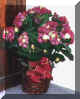 tallbasket.jpg(50278Ʈ)