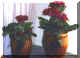 twobaskets.jpg(46457Ʈ)